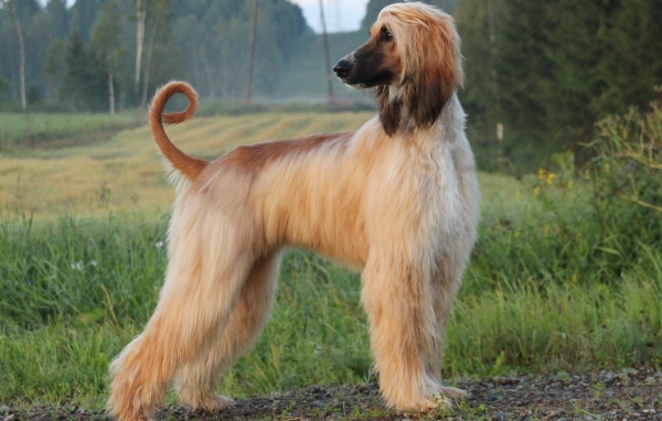 Взрослая красивая афганская борзая