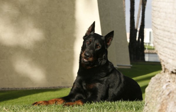 Взрослый красивый босерон лежит на газоне