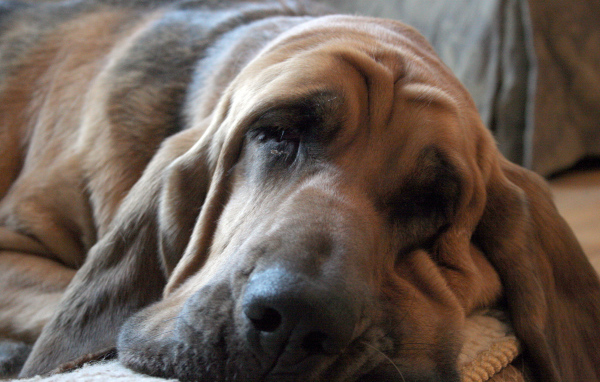 Взрослый бладхаунд заснул