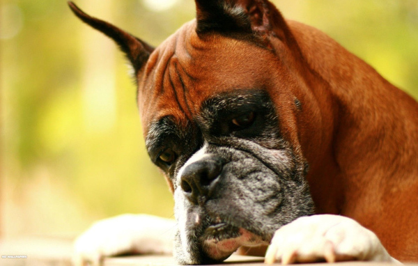 Взрослый боксёр что-то увидел