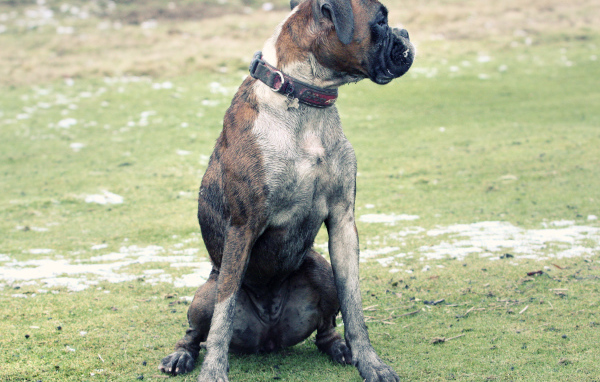 Взрослый боксёр сидит на поляне