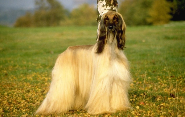 Афганская борзая на природе