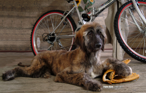 Афганская борзая на фоне велосипеда
