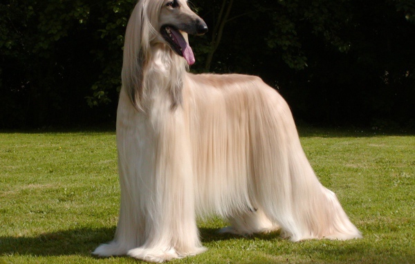 Афганская борзая с ухоженной шерстью