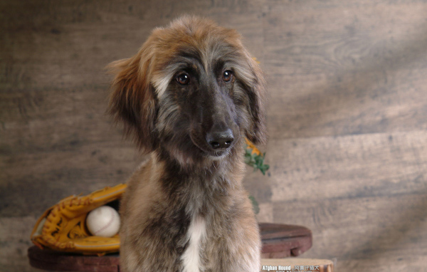 Афганская борзая с грустными глазами