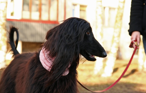 Афганская борзая на прогулке