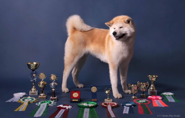 Акита-ину и её награды