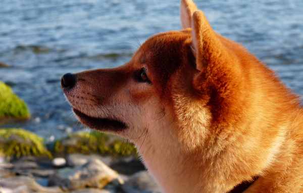 Акита-ину крупным планом