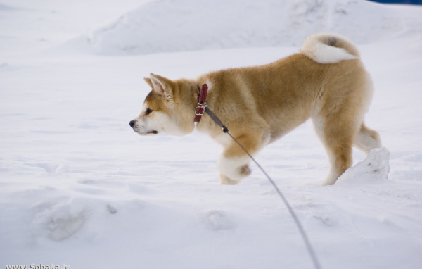 Акита-ину идёт по следу