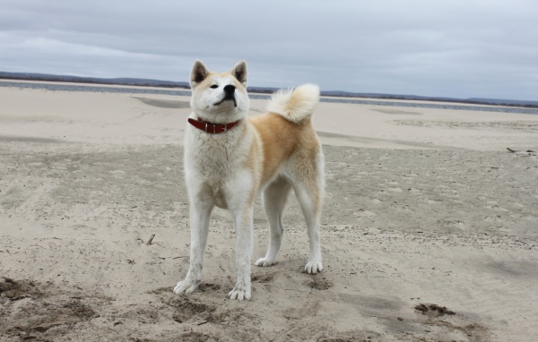 Акита-ину на песчанном пляже