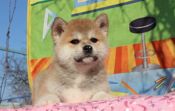 Щенок акита-ину на покрывале