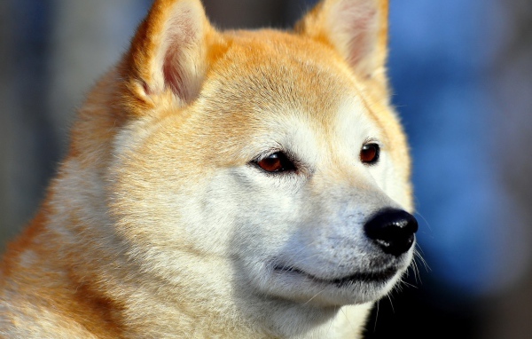 Акита-ину засмотрелась