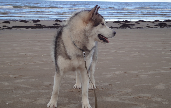 Аляскинский маламут на берегу моря