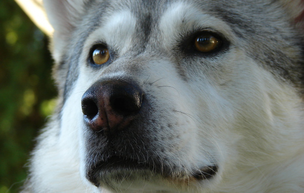 Аляскинский маламут крупным планом
