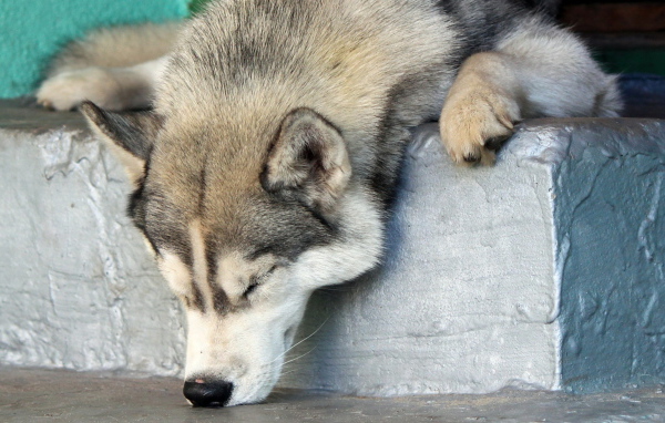 Аляскинский маламут уснул