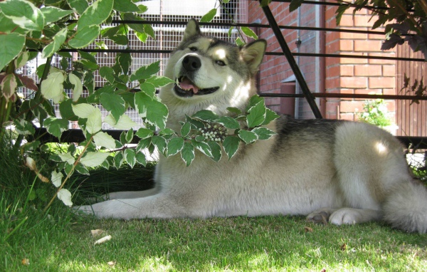 Аляскинский маламут в кустах