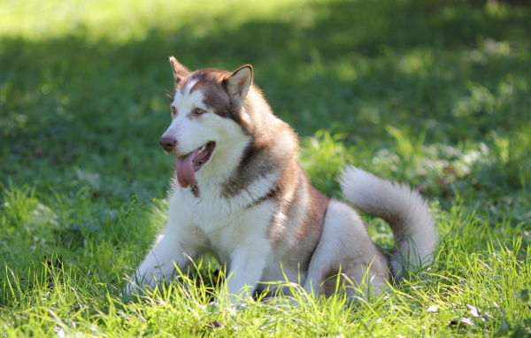 Аляскинский маламут в траве