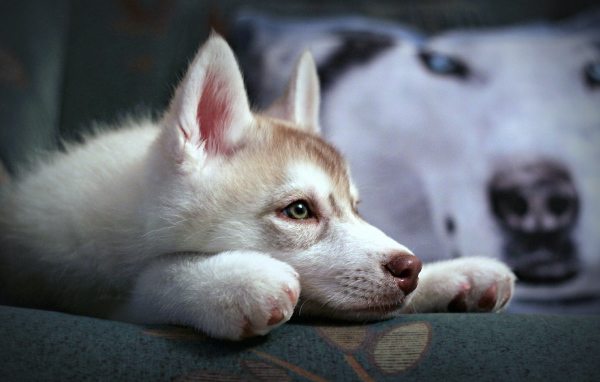 Щенок аляскинского маламута
