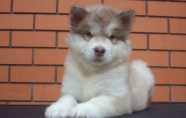 Щенок аляскинского маламута показывает язык