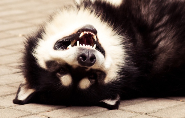 Аляскинский маламут улыбается