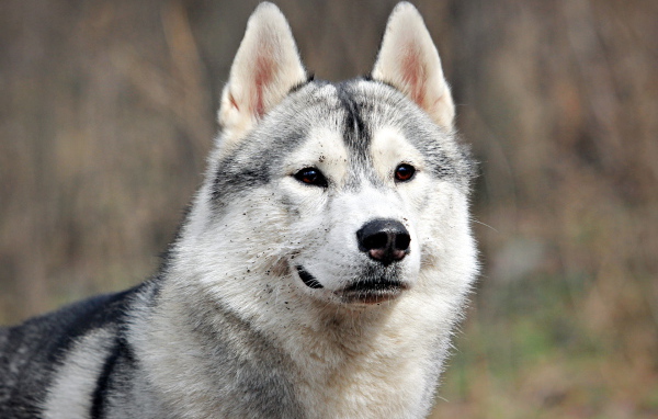 Аляскинский маламут испачкался