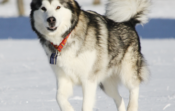 Аляскинский маламут засмотрелся