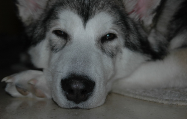 Аляскинский маламут хочет спать