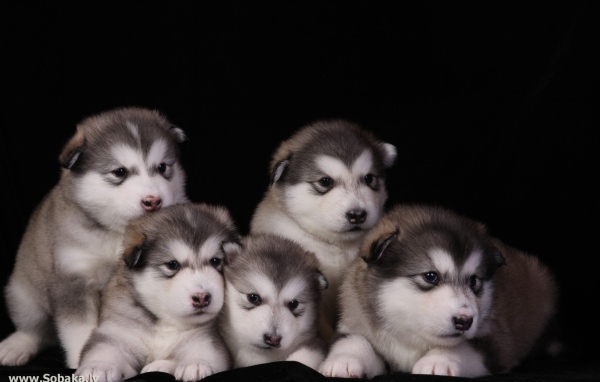 Щенки аляскинского маламута