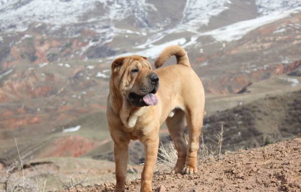 Удивительный Шарпей в горах