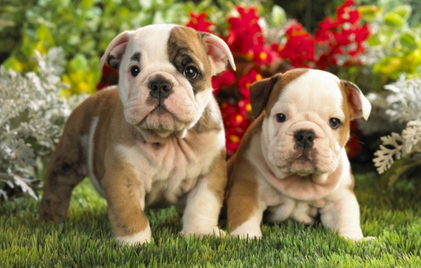 Щенки америнского бульдога