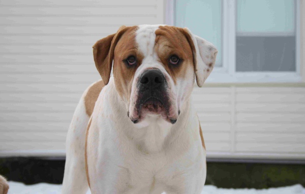 Американский бульдог возле дома зимой