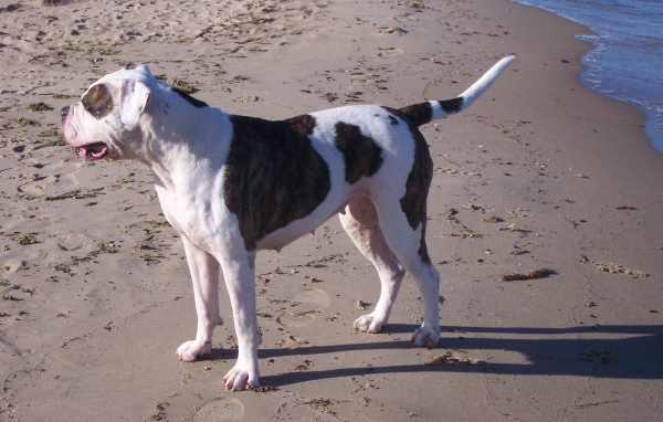 Американский бульдог возле моря