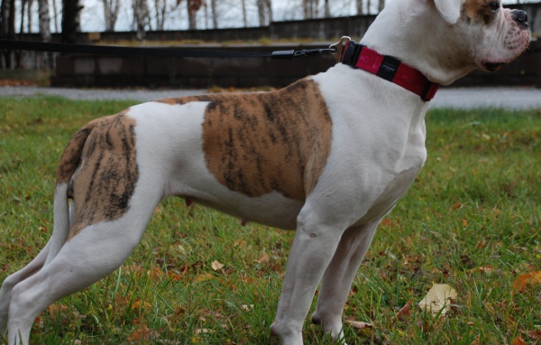 Американский бульдог кого-то увидел