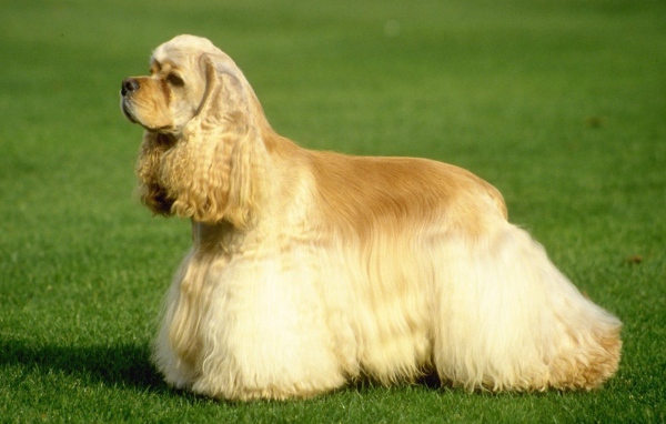 Американский кокер-спаниель на траве