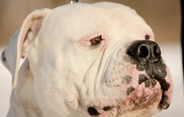 Американский бульдог крупным планом