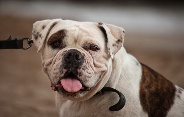 Американский бульдог смотрит на фотографа