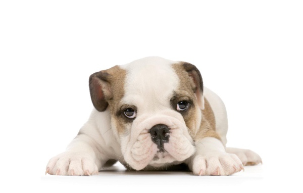 Щенок американского бульдога на белом фоне