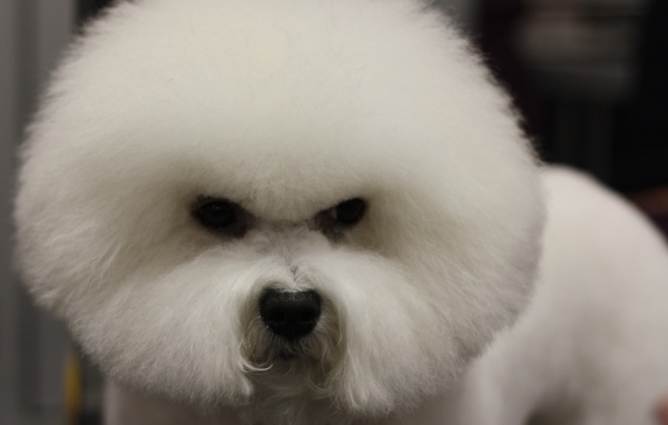 Злая собака породы бишон-фриз
