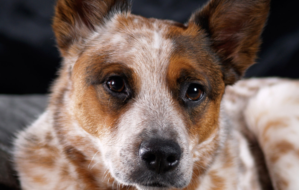 Австралийская пастушья собака крупным планом