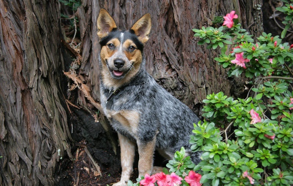 Австралийская пастушья собака возле дерева
