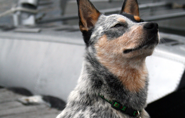 Австралийская пастушья собака щурится