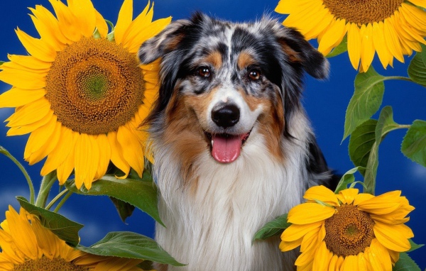Австралийская овчарка и подсолнухи