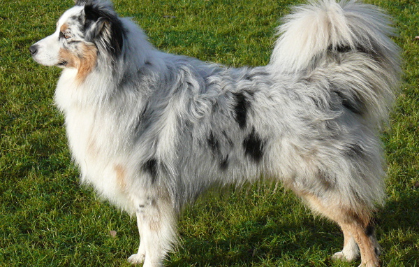 Австралийская овчарка на траве