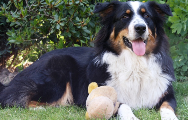 Австралийская овчарка с игрушкой