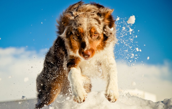 Австралийская овчарка в снегу