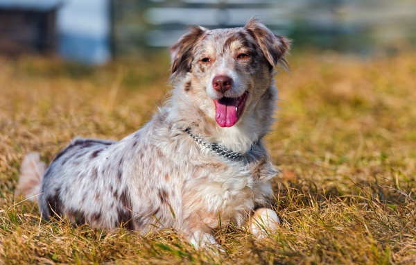 Австралийская овчарка на высохшей траве