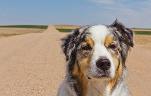 Австралийская овчарка на дороге