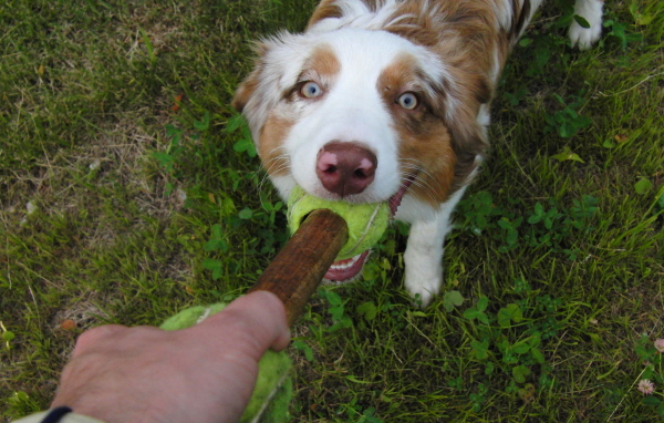 Австралийская овчарка играет с хозяином