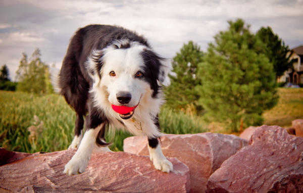 Австралийская овчарка с мячом
