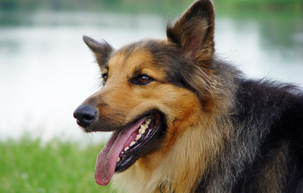 Австралийская овчарка с коричневым окрасом
